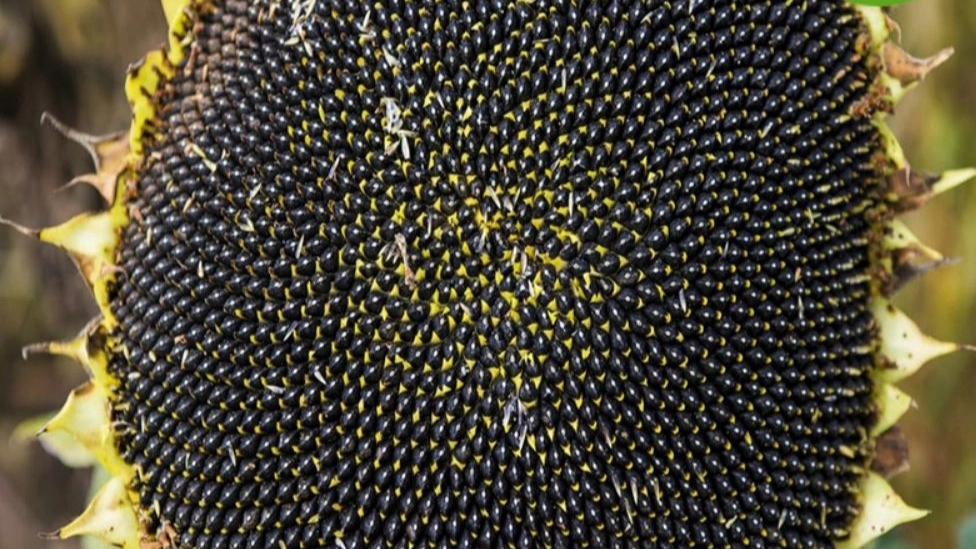 Sunflower cultivation using sunflower hybrid seeds