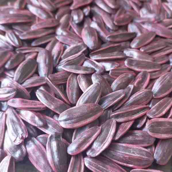 بذر هیبرید آفتابگردان