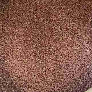 بذر هیبرید گندم