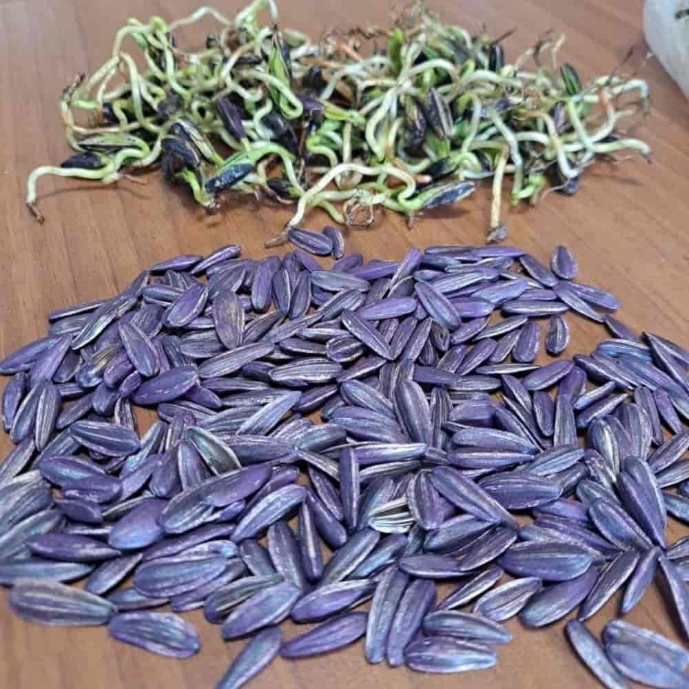 Ayçiçeği tohumları S400