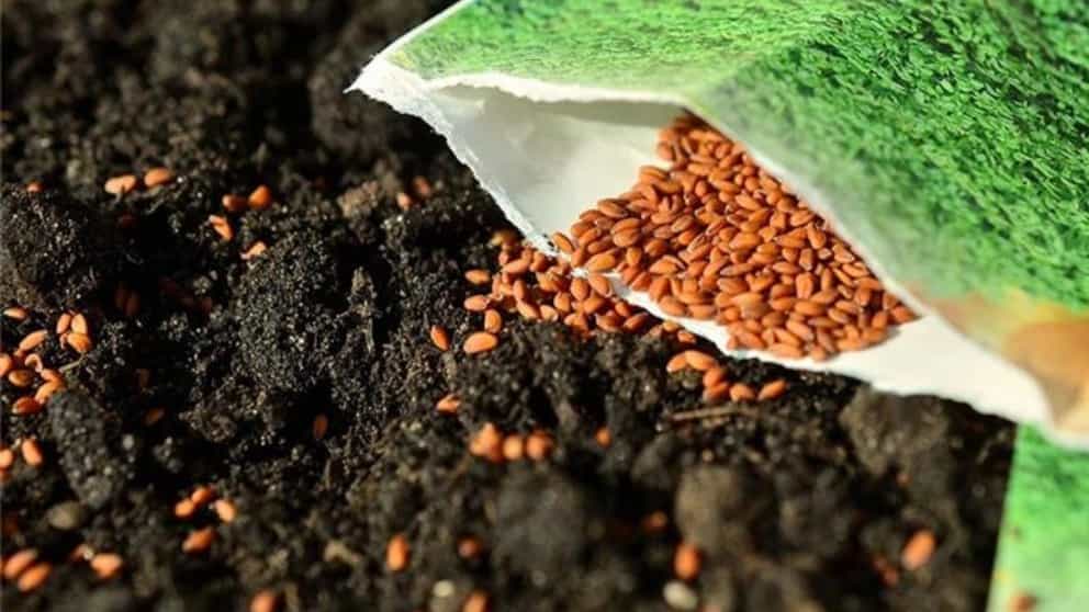 Types of seeds