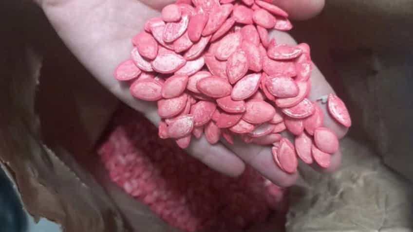 Global hybrid pumpkin seeds