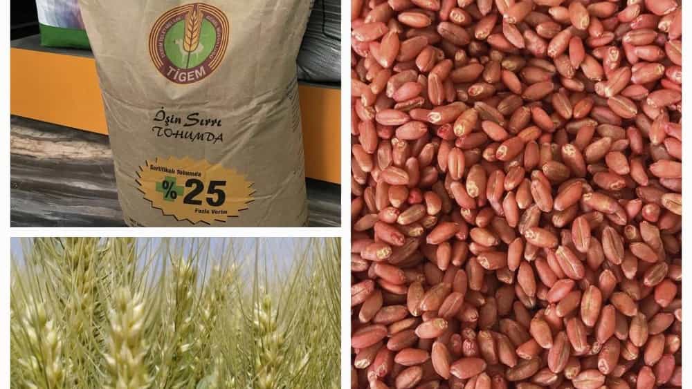 Abbaspur wheat hybrid seed in Khoi