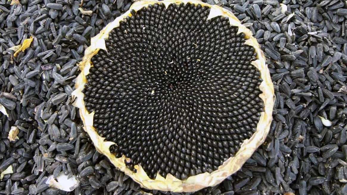 sunflower seeds