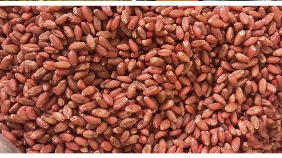 بذر هیبرید گندم عباسپور در خوی
