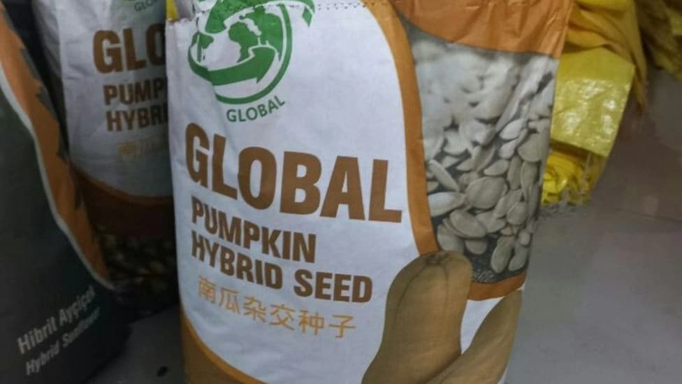 بذر کدو هیبریدی گلوبال