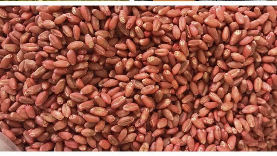بذر هیبرید گندم عباسپور در خوی